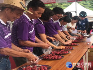 太平辦桂味荔枝文化活動。林重鎣攝