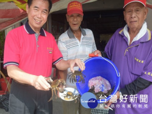 大甲區大甲溪幾年來復育成功，漁民感謝市議員吳敏濟伸張正義，督促官員維護大甲溪水質，讓價高好口味的螃蟹提前報到。（記者陳榮昌攝）
