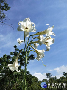 東勢林場的台灣野百合，暑假期間賞花好時機。（圖/東勢林場）