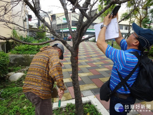 植樹淨化空氣　中市邀專家為樹木健檢