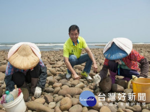 

大甲區海岸小眼花廉蛤經禁捕後的復育成果顯著，市議員吳敏濟18日邀集海資所及復育單位水試所海水繁養殖中心會勘，定於11月在禁捕區續放流200萬顆。（記者陳榮昌攝）