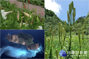 龜山島上的原生百合花迎風綻放。（圖／東北角暨宜蘭海岸國家風景區管理處提供）