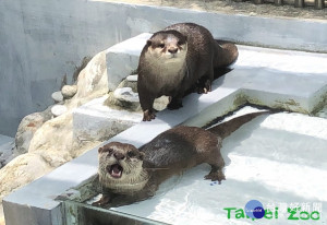 喬巴」和「艾斯」以關懷大使的身份，搬到遠雄海洋公園居住，希望所有喜愛小爪水獺的粉絲們，能多多規劃到花蓮旅遊