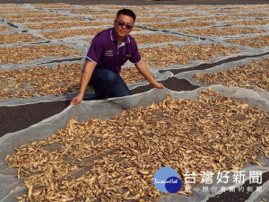 蔴鑽農坊許益堂在自家的洗曬場曝曬牛蒡。