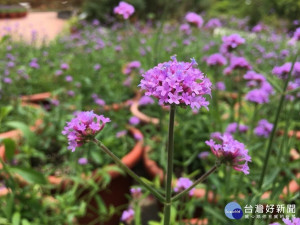 夏季開花的柳葉馬鞭草，由側面看像一座座挺立的燭臺（圖／台北市大地處提供）