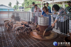 中國非洲豬瘟疫情有可能經由走私豬隻等管道，侵略進台灣，因此為防堵非洲豬瘟疫情傳入，農委會基於超前部署精神，已立即啟動各項防疫措施。（圖／Wikipedia）