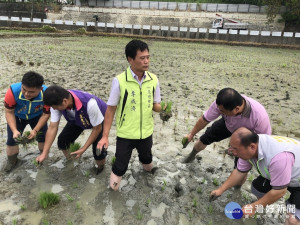 彰化花壇鄉續推稻田彩繪　幫農民拼經濟。
