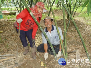 鶯歌筍農王姓夫妻倆所種植的綠竹筍，標榜有機無毒，且口感特別鮮甜。(記者黃村杉攝)