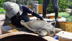 公園水池清淤發現二級保育類「鼋」　中市府保護安置