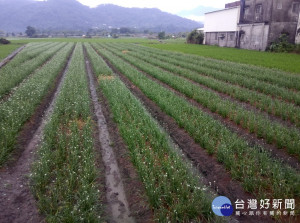 大溪韭菜花已逐漸盛開，目前在大鶯路的吳厝一帶已可見。
