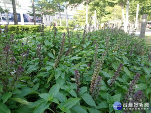 九層塔生長適應性強，日照環境中易栽培