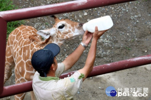 近期可以在長頸鹿戶外活動場現場目睹保育員幫「麥照」餵奶的真實情境!邀請大家一同來陪伴及見證「麥照」的成長歷程喔！