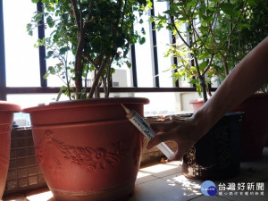 專家教導防治蟑螂三絕招，即使盆栽小地方也不放過，確實杜絕「小強」蟑螂出沒橫行。