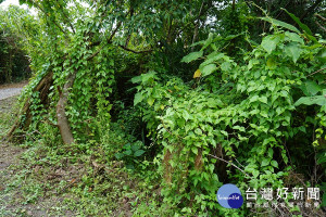 小花蔓澤蘭危害本土植物。（圖／羅東林管處提供）