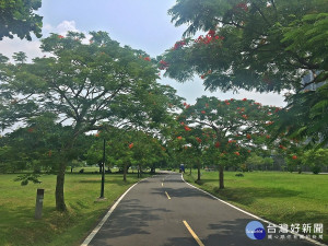 新北河濱鳳凰木花打造的河濱自行車道，高管處強調，美景絕不遜於國外花海樹海。（圖／高管處提供）