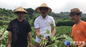 市長朱立倫前往三芝參訪社區內農夫學堂、生態教學據點、產地漫遊道及汙水淨化區等，並至友善耕作田園區體驗如何採芋頭。（圖／農業局提供）