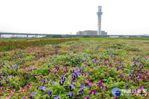 台北打卡新秘境　社子花海河景美不勝收