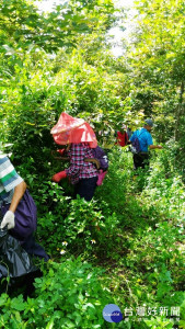 除去綠癌 社區一起來 造林撫育除蔓動作不能少