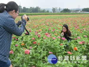 中市外埔區六分路旁田間百日草，七彩花卉迎風搖曳，花香四溢，途過民眾停車觀賞心曠神怡，不見拍照留念。（記者陳榮昌攝）