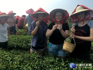 澳洲昆士蘭Pimpama中學同學首度體驗採茶十分好奇。（記者扶小萍攝）