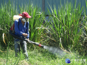 新莊登革熱疫情，市府加強環境巡檢、清除孳生源及執行孳清噴消等作業。（圖／衛生局提供）