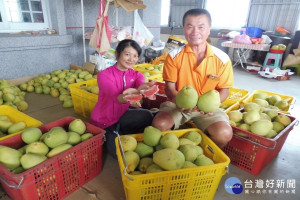 栽種紅文旦高手施永清和媳婦葉芳君。(圖/記者黃芳祿攝)