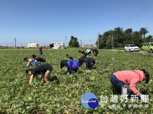 

35位修平科技大學學生，三日由青年農民黃正東指導地瓜翻藤工作，學生在地瓜田體驗中，個個汗流夾背，不停的喊辛苦。（記者陳榮昌攝）