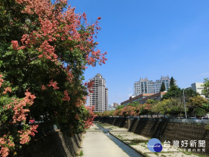 台中市博館街附近的麻園頭溪河道兩旁台灣欒樹，已經逐漸結出淡紅色果實。（圖／記者王丰和攝）