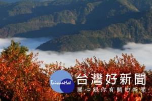 阿里山冬季戀歌，楓紅星宿齊現身