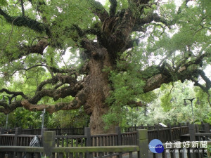 大樟樹樹形優雅，覆蓋的面積五百坪，粗估它的年歲應有四百年到二千年左右。（圖/記者林重鎣攝）