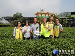 興大輔導有機茶葉。林重鎣攝