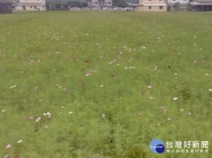 大溪月眉里的波斯菊已逐漸開花。（圖／記者陳寶印攝）