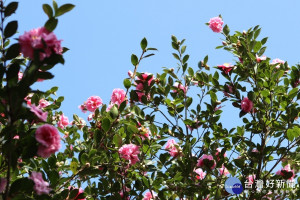 茶梅開花現況（圖／台北市政府公園處提供）