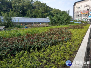 新店閒置遭占用土地，經拆除大隊協助拆除後，完成改造為可供市民觀賞的綠色空間 。（圖／城鄉發展局提供）