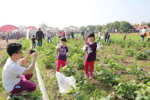 親子假日體驗採毛豆樂趣。