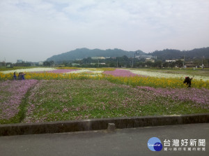 大溪月眉地區各式波斯菊和百日草等相繼開花，吸引許多遊客前往欣賞。
