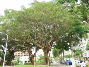 營造行道樹好地基　北市辦棲地改善示範