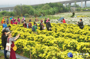 苗栗銅鑼杭菊芋頭節浪漫登場　花團錦簇迎貴客