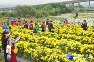 銅鑼鄉杭菊芋頭節昨天浪漫登場，盛開的杭菊花海，吸引民眾爭相賞花拍照。（記者許素蘭／攝）