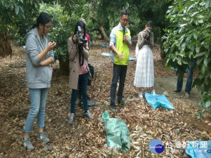 專家在荔枝園解說堆肥。林重鎣攝
 