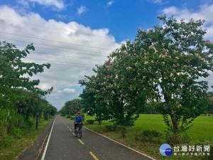 河濱公園的洋紫荊正繽紛綻放，大漢溪河濱公園處處可見美麗蹤跡 。（圖／高管處提供）

