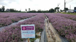 桃園花彩節楊梅場活動自12月1日至12月9日於楊梅上湖派出所對面花田舉辦。

