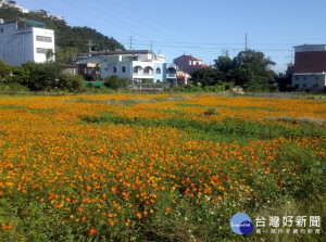 大溪花彩節，無論月眉地區或其他地區之花卉，都開得相當漂亮，值得欣賞。
