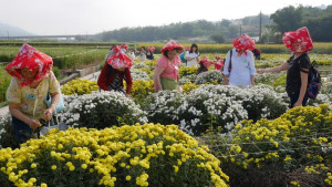 民眾體驗採菊的樂趣（圖/客委會客發中心提供）