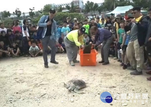 屏東野放傷癒海龜　重返大海懷抱