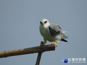 黑翅鳶現身霧峰稻田。林重鎣翻攝