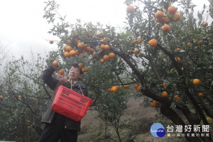 大溪觀光果園的椪柑雖然難以採摘，但桶柑仍然盛產，將於春節前開放採摘。