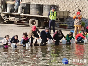 石門水庫進行魚苗放養。
