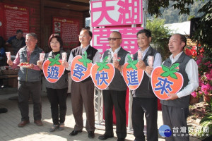 苗栗大湖草莓季開跑　邀民眾體驗採果樂趣