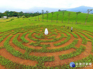 新北市高管處於八里文化公園米飛園區推出灌木景觀迷宮，邀市民朋友來破關 。（圖／記者黃村杉攝）